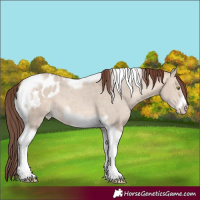 Horse Color:Sable Champagne Dun Tobiano Frame Appaloosa