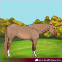 Horse Color:Red Dun