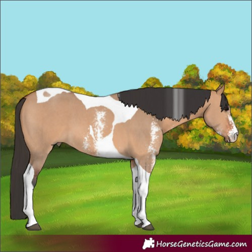 Horse Color:Bay Dun Sabino Tobiano