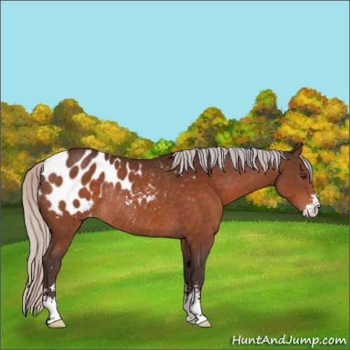 Horse Color:Silver Brown Sabino Appaloosa Rabicano 