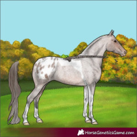 Horse Color:Brown Roan Tobiano Blanket Rabicano 