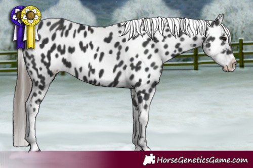 Horse Color:Black Appaloosa 