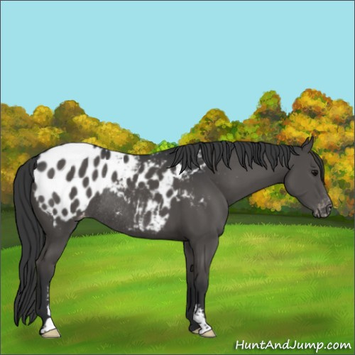 Horse Color:Black Sabino Appaloosa Rabicano 