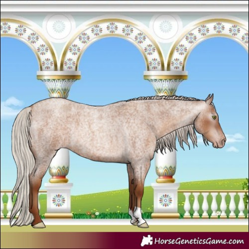 Horse Color:Gray Silver Classic Champagne Roan Varnish Rabicano 