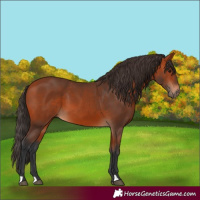 Horse Color:Bay 