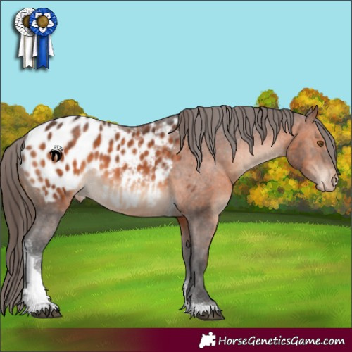 Horse Color:Brown Tobiano Appaloosa 