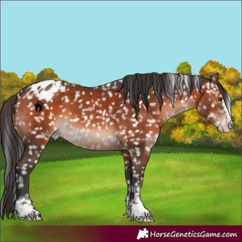 Horse Color:Brown Appaloosa 