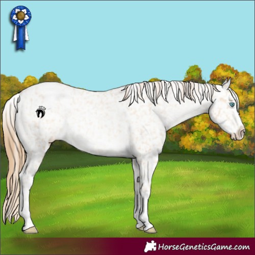 Horse Color:Buckskin Pearl Snowflake Varnish