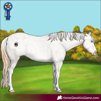 Horse Color:Buckskin Pearl Snowflake Varnish