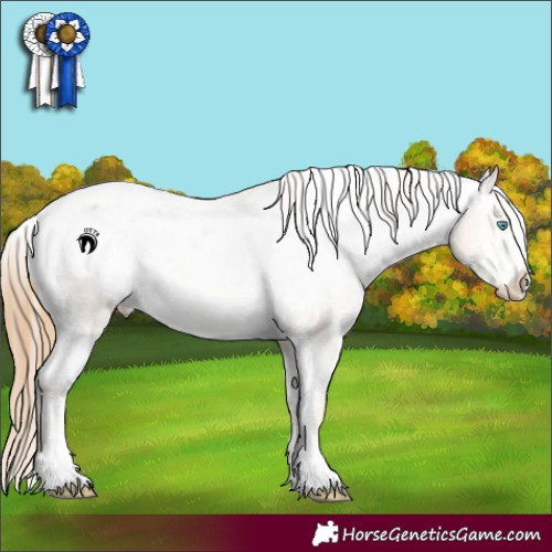 Horse Color:Buckskin Pearl Appaloosa 