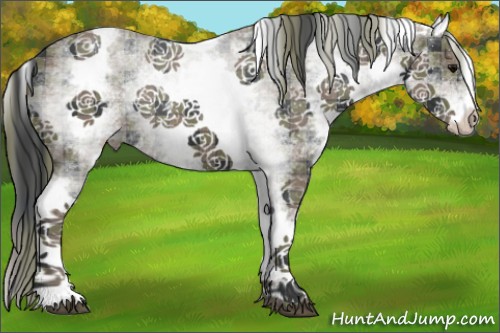 Horse Color:Plaid  White Spotted Black 