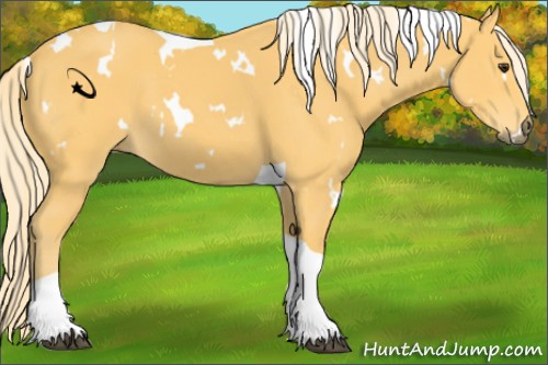 Horse Color:White Spotted Palomino Tobiano 