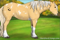 Horse Color:White Spotted Palomino Tobiano 