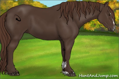 Horse Color:Liver Chestnut Sabino