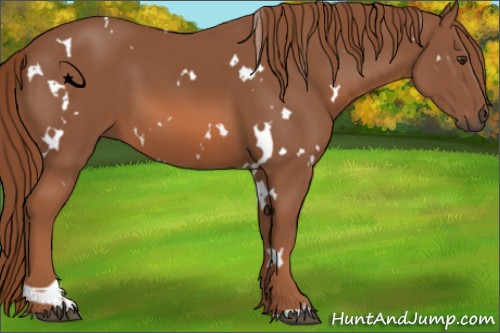 Horse Color:White Spotted Chestnut