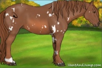 Horse Color:White Spotted Chestnut