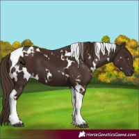 Horse Color:White Spotted Liver Chestnut Tobiano 