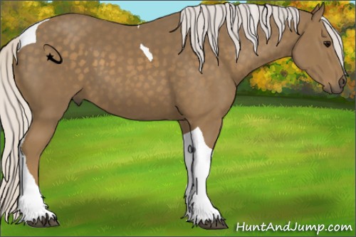 Horse Color:Unknown 