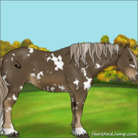 Horse Color:White Spotted Chocolate Palomino