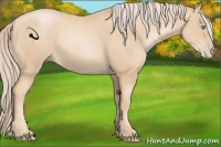 Horse Color:Palomino Pearl Sabino 