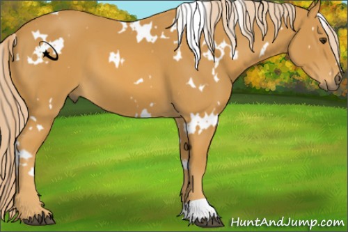 Horse Color:Unknown 
