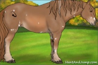 Horse Color:White Spotted Chestnut
