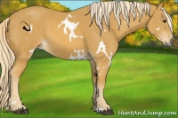 Horse Color:White Spotted Palomino