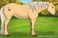 Horse Color:Palomino Sabino 