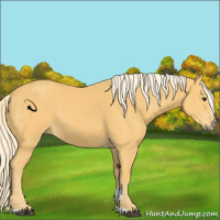 Horse Color:Palomino Sabino