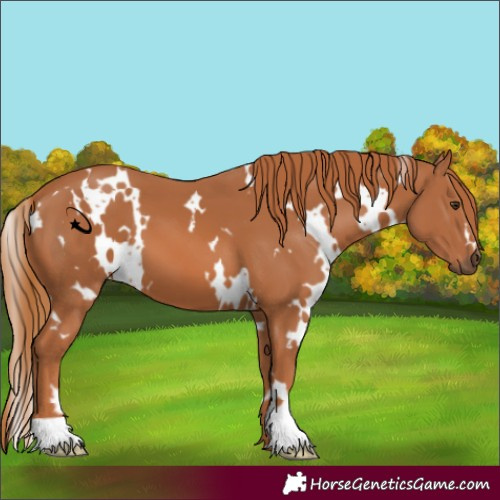 Horse Color:White Spotted Chestnut