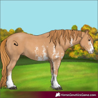 Horse Color:Chestnut Sabino