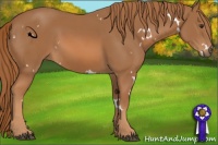 Horse Color:White Spotted Chestnut Sabino
