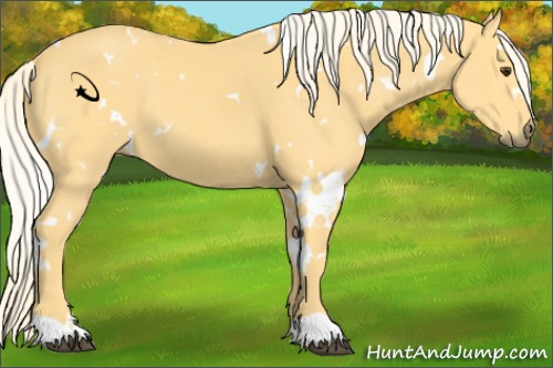 Horse Color:White Spotted Palomino