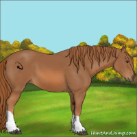 Horse Color:Chestnut Tobiano