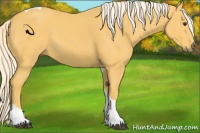 Horse Color:Palomino Tobiano 