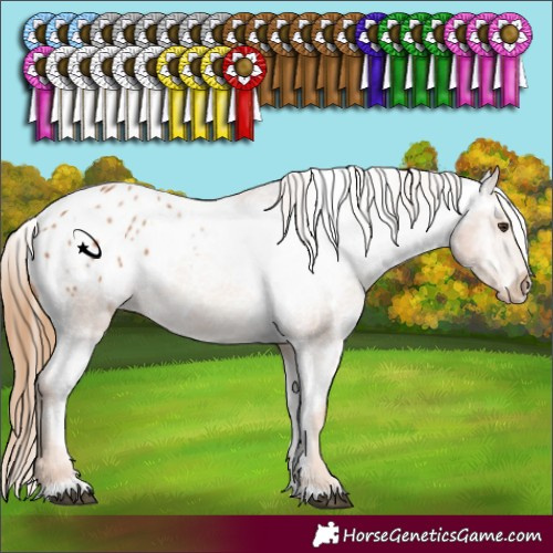 Horse Color:White Spotted Chestnut Appaloosa 