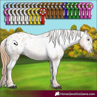 Horse Color:White Spotted Chestnut Appaloosa 