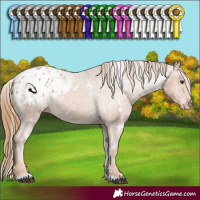Horse Color:White Spotted Chestnut Appaloosa