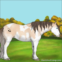 Horse Color:Amber Champagne Splash Tobiano