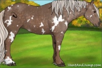 Horse Color:White Spotted Silver Black 