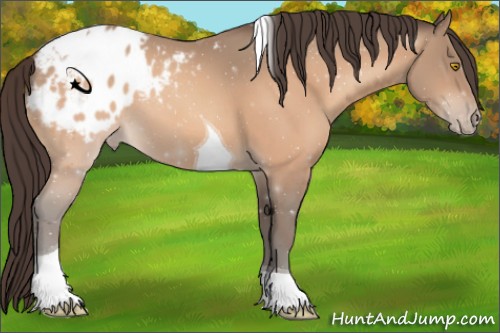 Horse Color:Amber Champagne Tobiano Blanket
