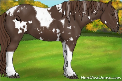 Horse Color:White Spotted Liver Chestnut Tobiano