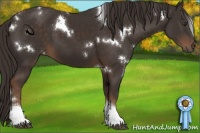 Horse Color:White Spotted Liver Chestnut Tobiano 