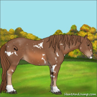 Horse Color:White Spotted Chestnut Tobiano