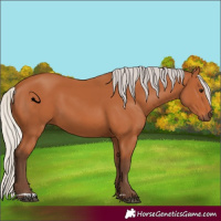Horse Color:Silver Bay 
