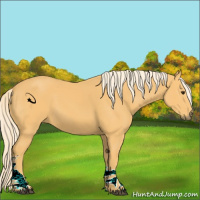 Horse Color:Palomino Tobiano Rabicano 