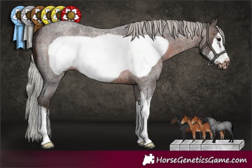 Horse Color:Silver Brown Roan Sabino Frame 