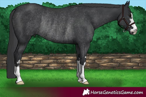 Horse Color:Black Rabicano 