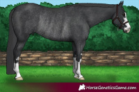 Horse Color:Black Rabicano 