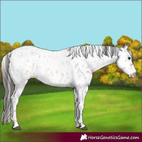 Horse Color:Brown Ice Roan Appaloosa 